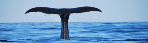 cropped-whale-tail-887-for-blog.jpg