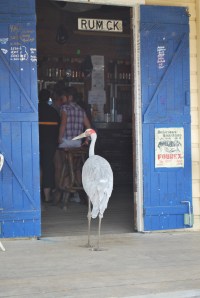 Blue Heeler Hotel. Photo by Lee Mylne