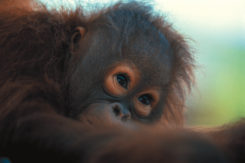 Orangutans are high on most visitors' lists to see. (Image supplied).