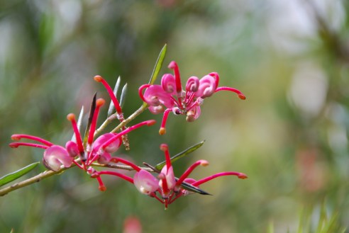 Flowers in the bush garden.