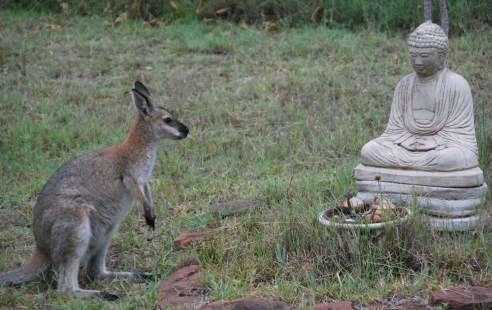 kangaroo-meets-buddha