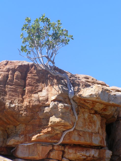 Rock fig, Bigge Island