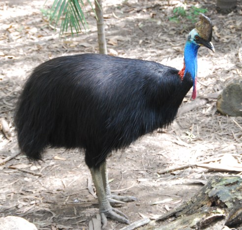 Yarrabah, a male Cassowary
