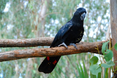 Red-tailed black cockatoo