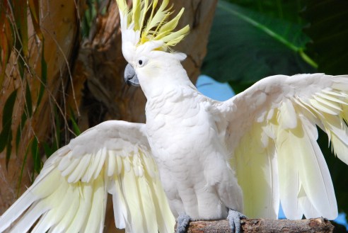 Sulphur-crested Cockatoo