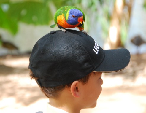 Rainbow lorikeets don't mind where they land!
