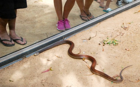 Checking out a venomous Coastal Taipan - from a safe distance.
