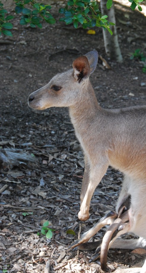A kangaroo joey tucks in to its mother's pouch