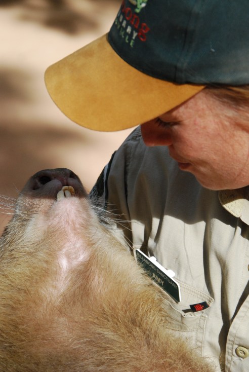 Ranger Amy with Tonka the wombat 