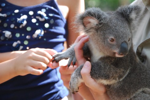 Cute and furry, koalas are a great attraction