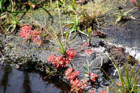 Carnivorous sundew.