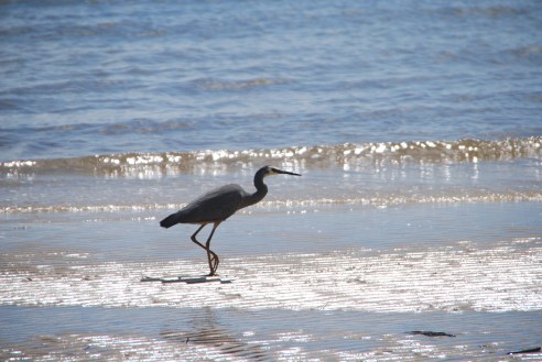 Heron on the beach at Kingfisher Bay Resort.