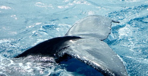 Captured with the Coolpix!