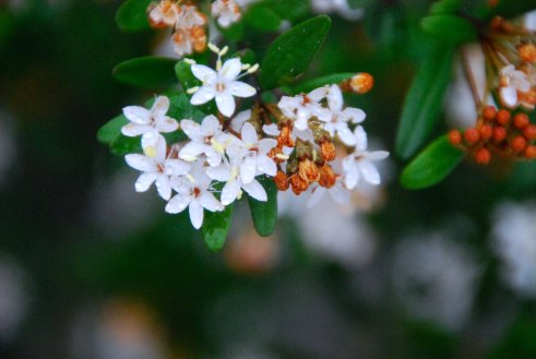 This is called "wedding bush".