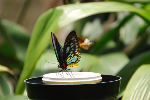 Cairns Birdwing butterfly on a nectar feeding station.
