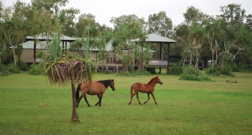Brumbies at Bamurru Plains 3. Photo by Lee Mylne