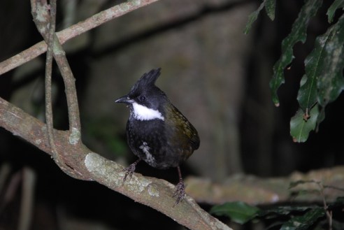 Eastern Whipbird in Lamington National Park.