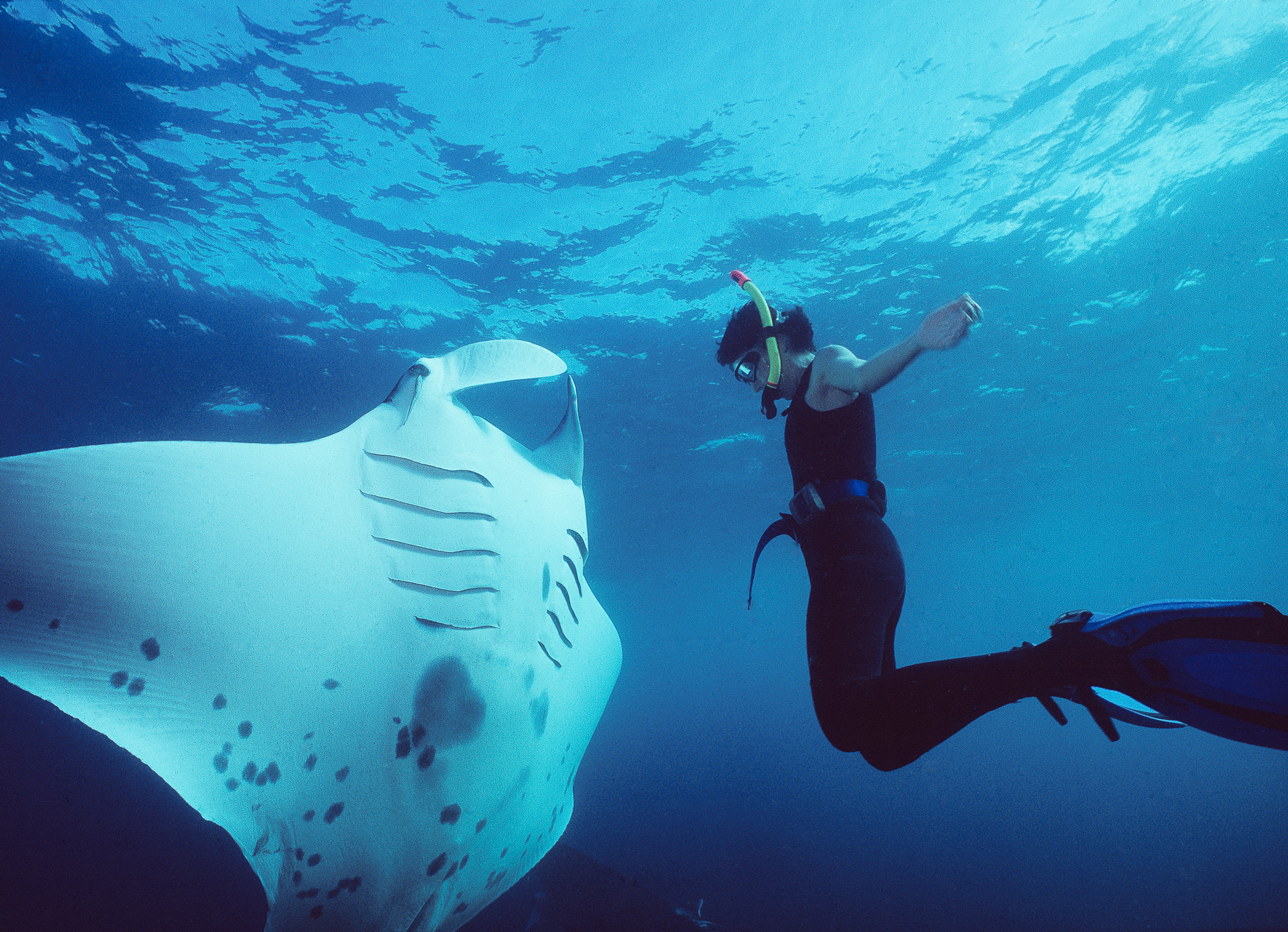 manta spotted 2 colour-3